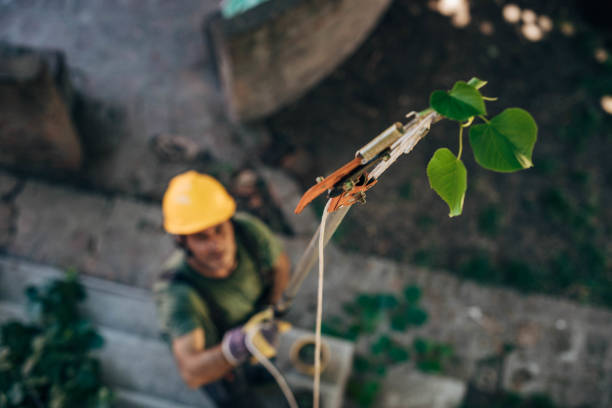 Trusted Spearman, TX Tree Removal and Landscaping Services Experts